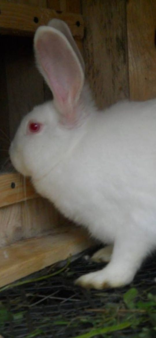 Кролики термонська біла