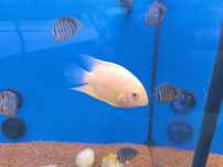 Severum Gold (Heros Severum)