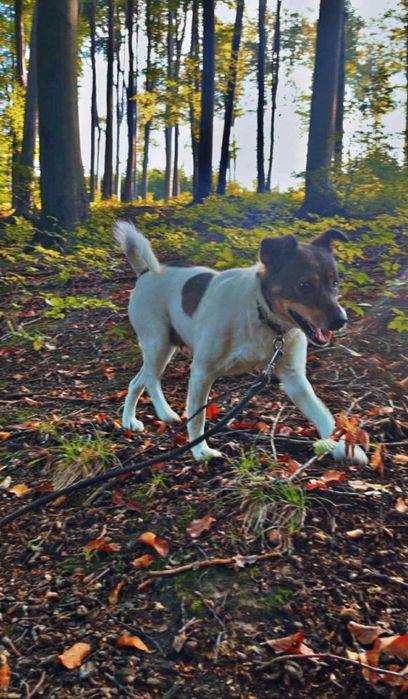 Psinka prosi o dobry dom