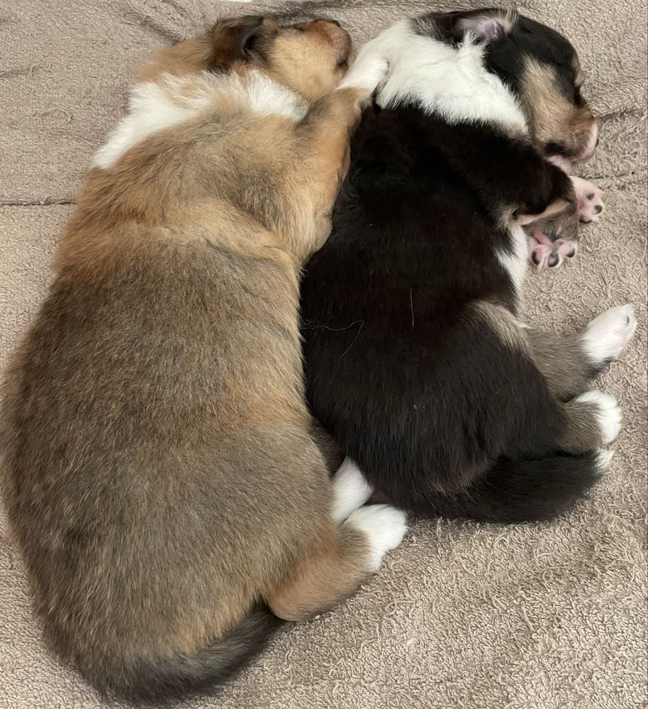 Szczeniak Owczarek Szkocki Długowłosy Collie
