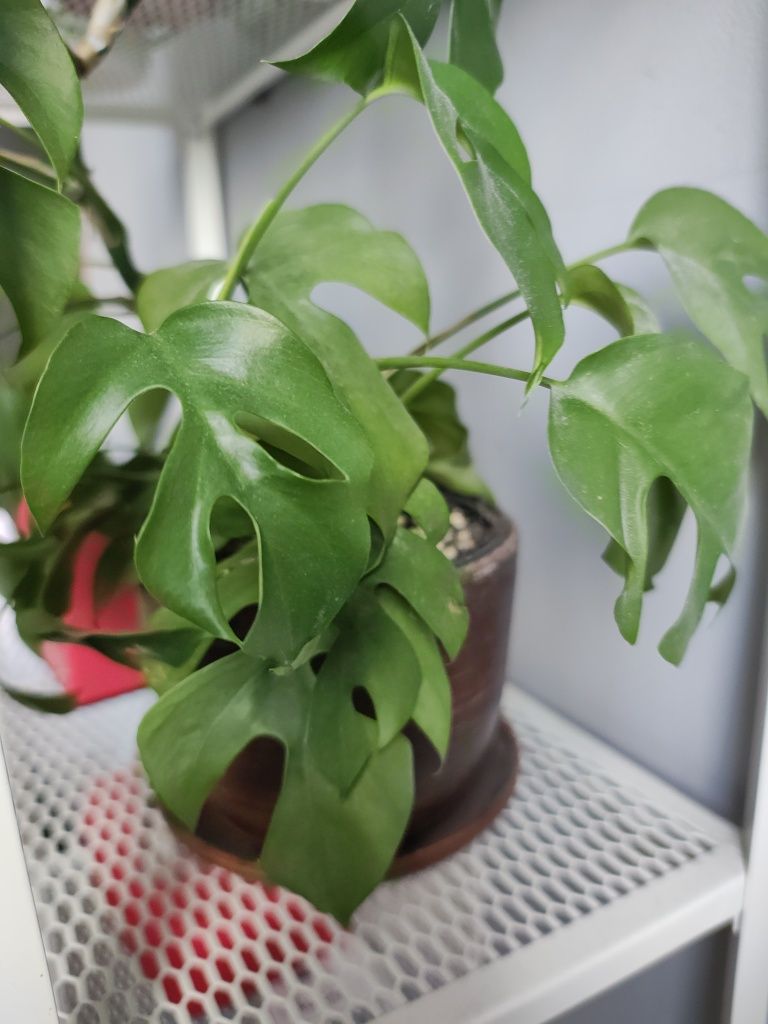 Raphidophora, Rafidofora tetrasperma zwana też monstra minima
