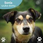 Przepiękna Sonia poleca się do adopcji!