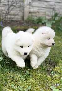 Samoyed Piękny Szczeniak do odbioru :)