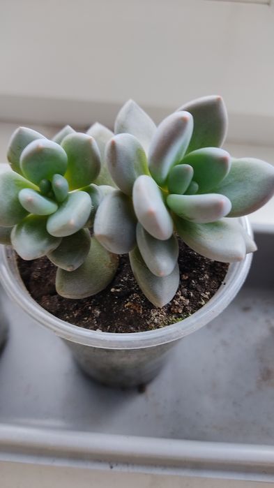 Оскулярія, цікавий непримхливий сукулент, цвіте бузковим