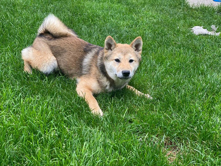 Shiba inu - suczka czerwona