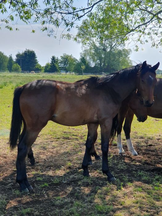 Źrebięta rocznik 2024