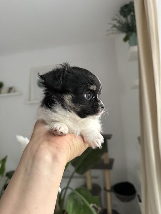 Samiec chihuahua fci