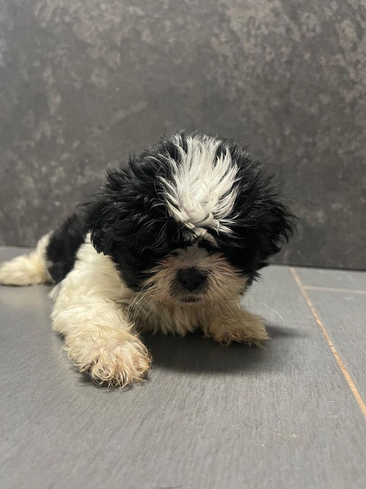 Shih tzu Femea 2 meses