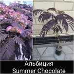 Альбиция Summer Chocolate