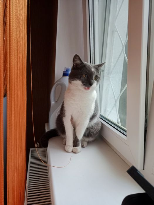 Стерильна кішечка в добрі руки