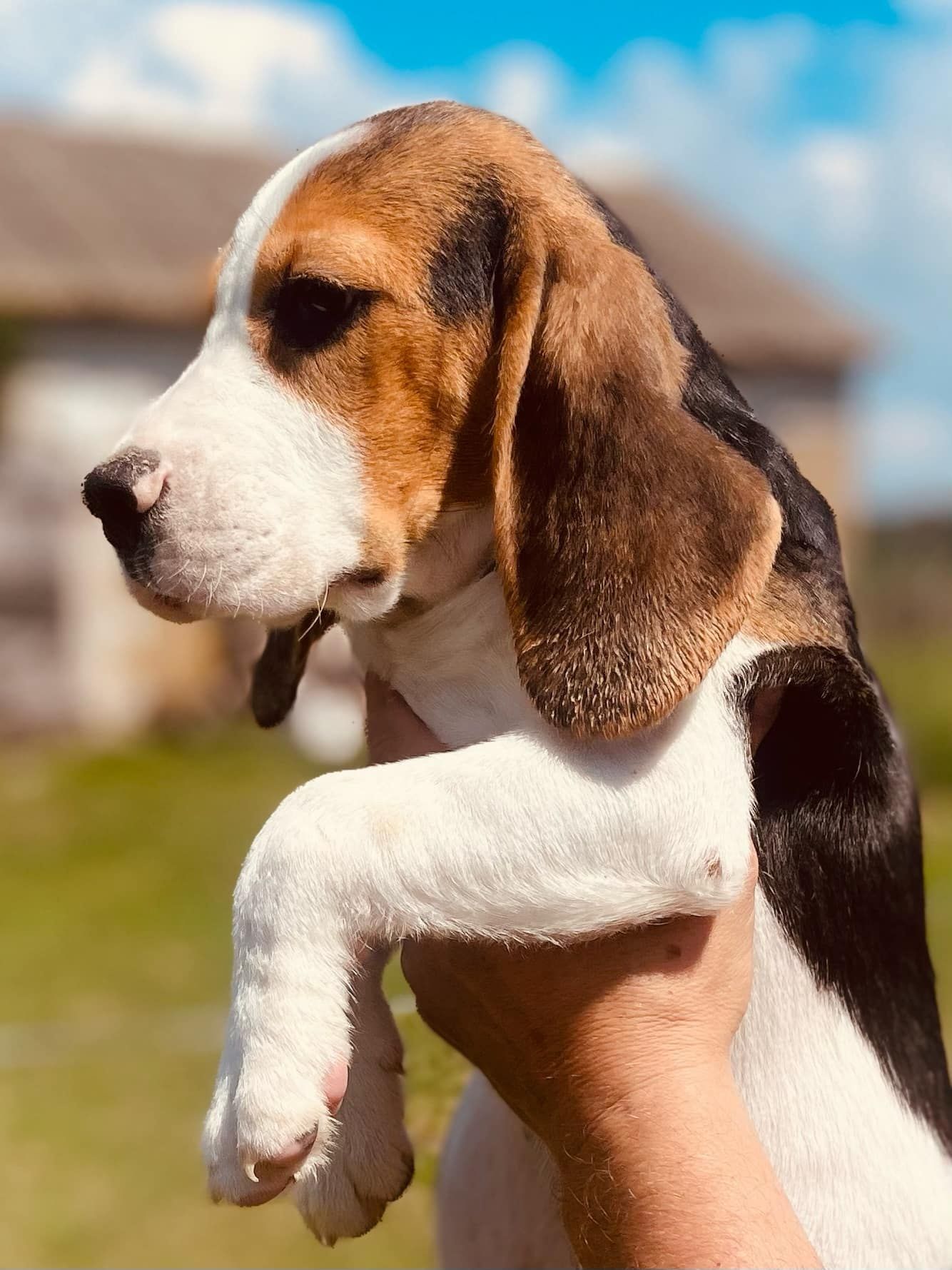 Beagle z legalnej hodowli