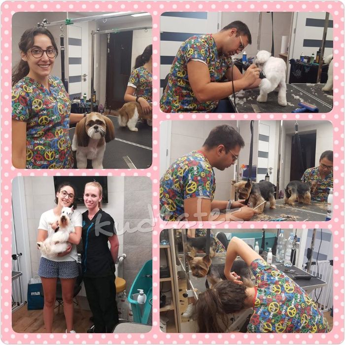 Kurs strzyżenia psów - kurs groomingu salon Kudłatek