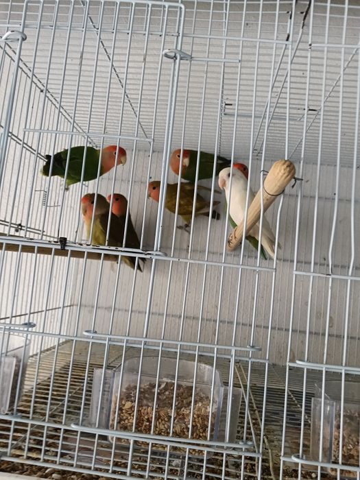 Vendo agraponis deste ano