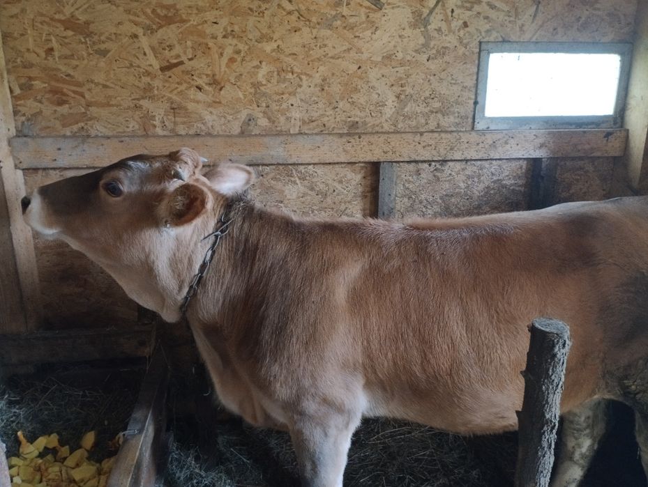 Продам телицю 9 місяців