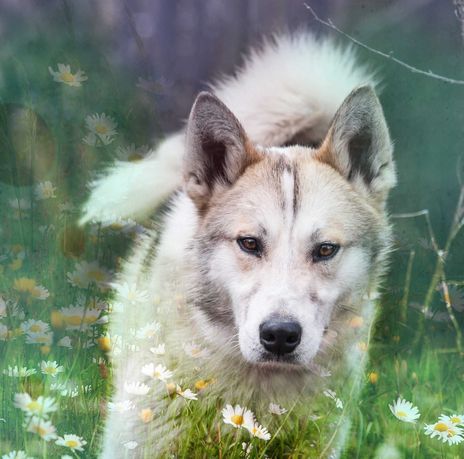 Zrównoważony super psiak - miks husky / pies grenlandzki szuka domu