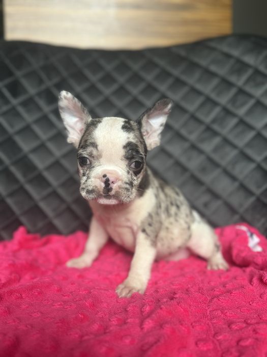 Гарнюня, невгамона  мінічка