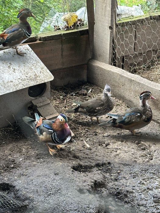 Pato mandarim nascido este ano