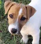 Jack Russell Terrier com Pedigree e Afixo