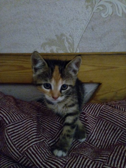 Отдадим котят в хорошие руки.