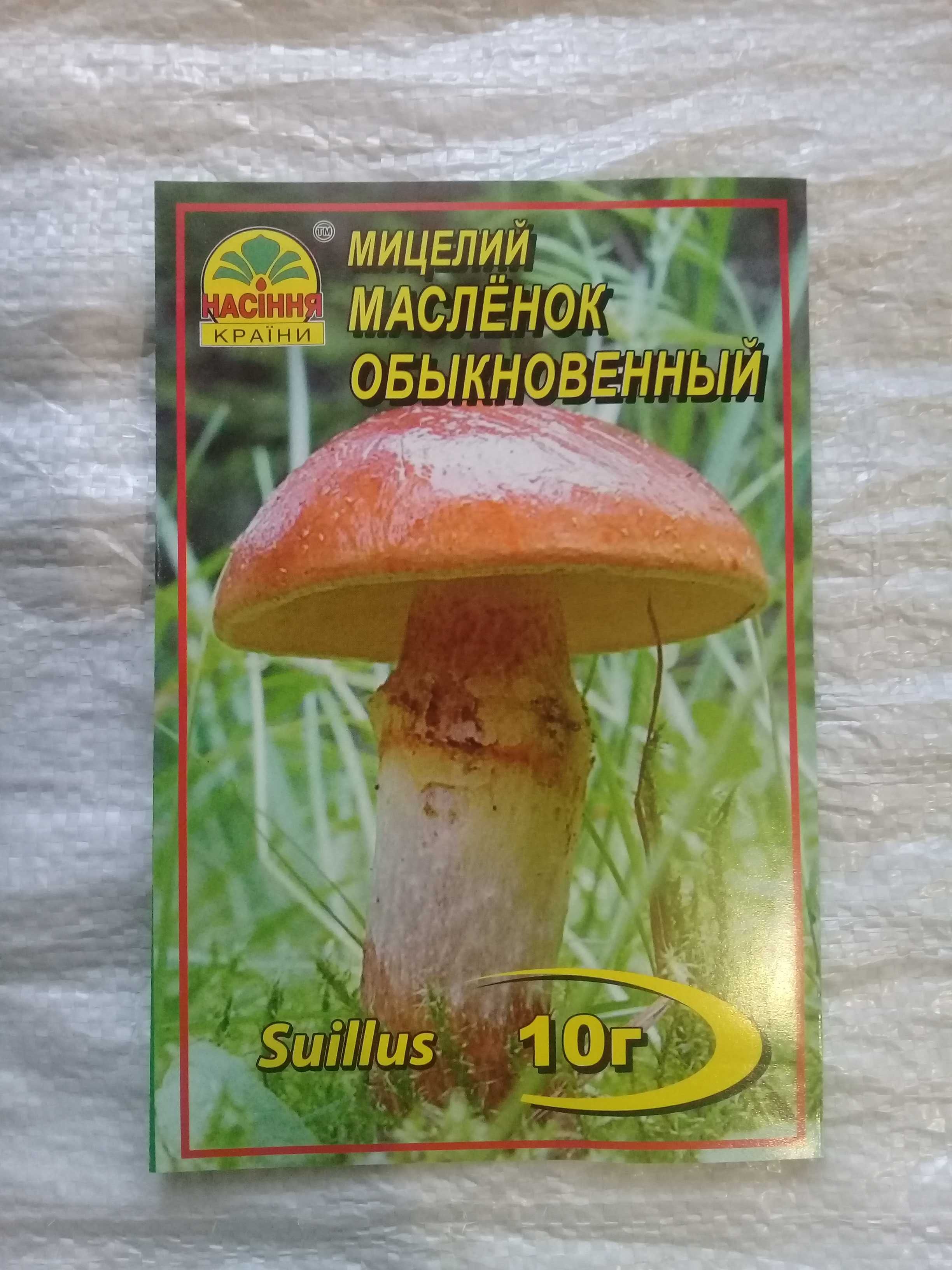 мицелий гриба Масленок обыкновенный
