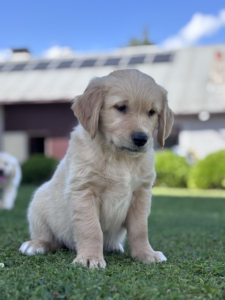 Golden Retriever