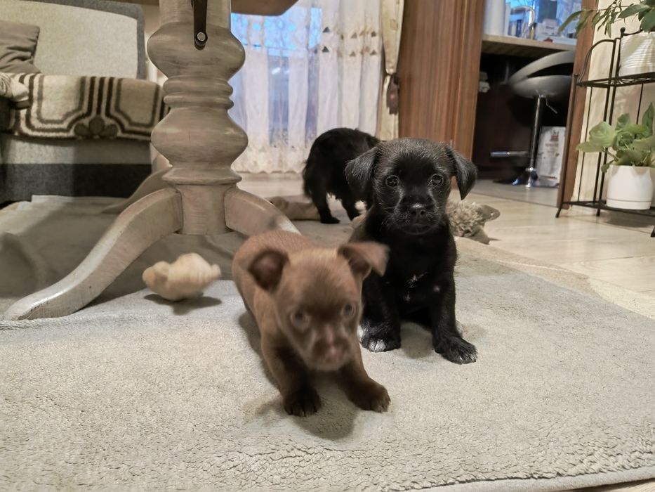 Oddam za darmo suczke