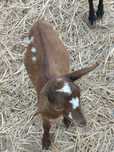 Vende-se casal de cabras (Chibos)