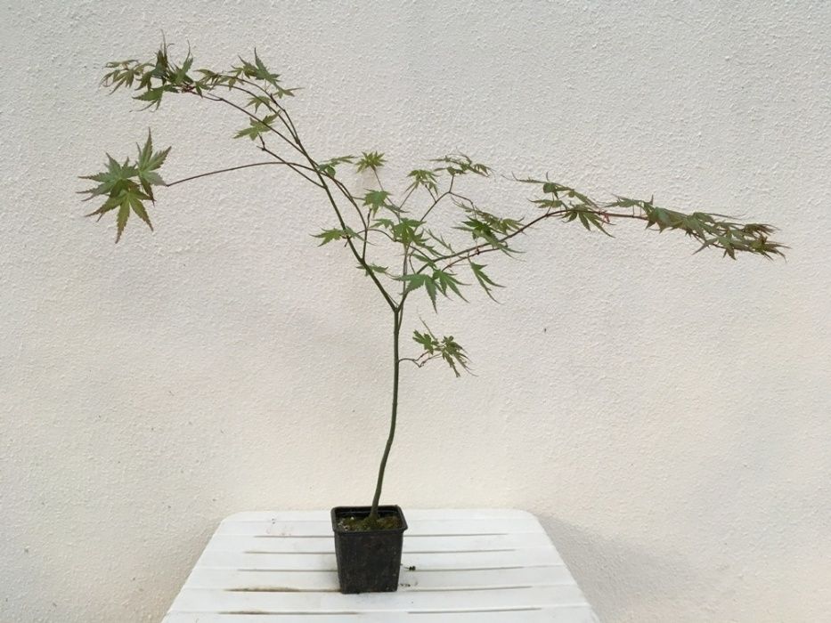 Acer palmatum 40cm a 80cm para bonsai ou jardim