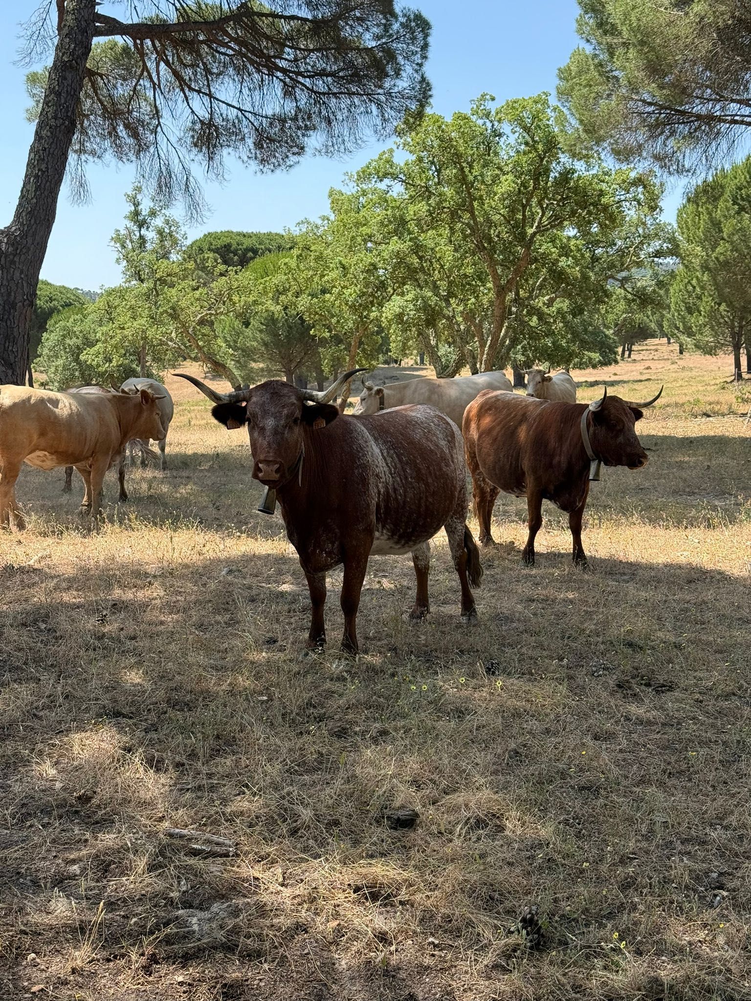 Vacas para venda