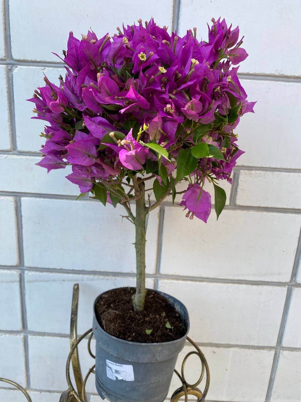 Бугенвілія (Bougainvillea)