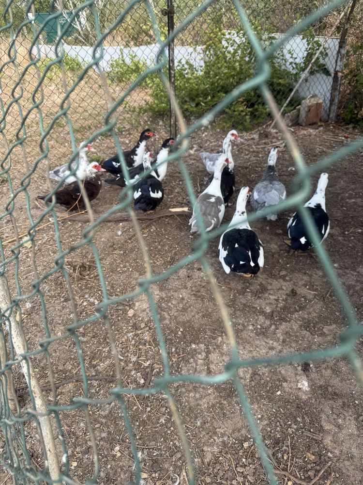 Vendo patas diversas,a botar ovos.