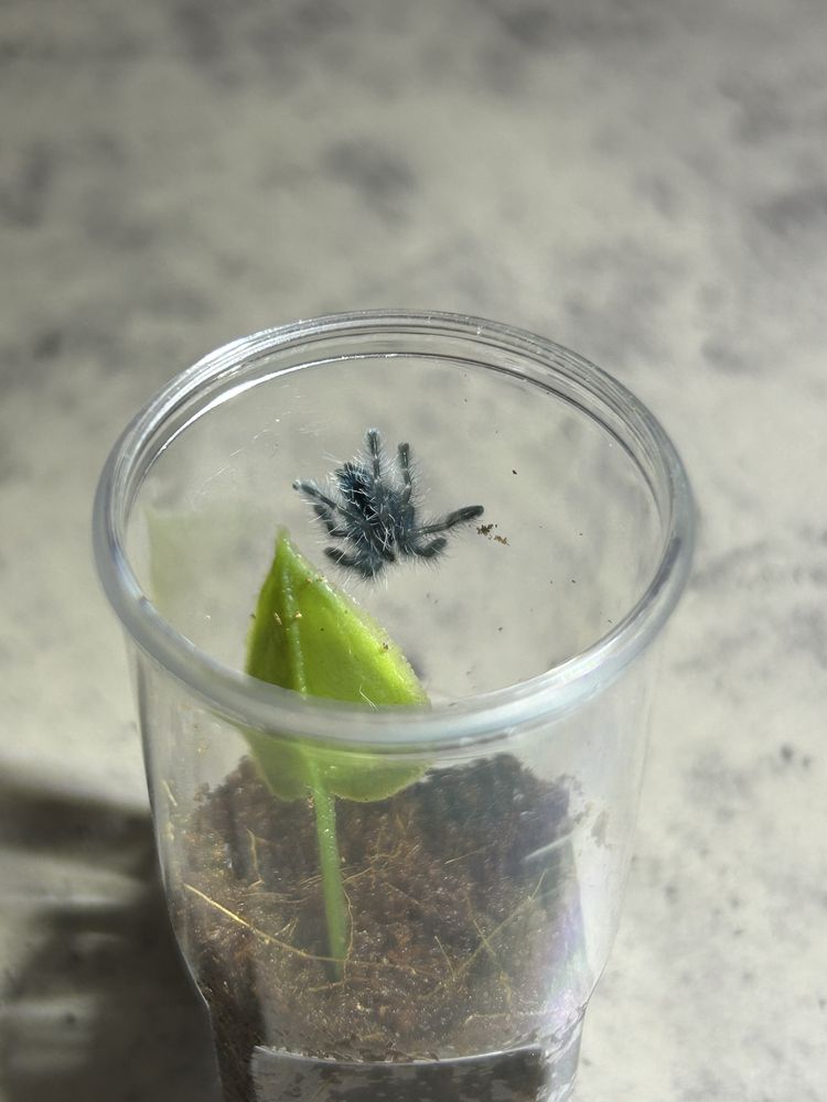Caribena Versicolor L1 ptasznik wielobarwny
