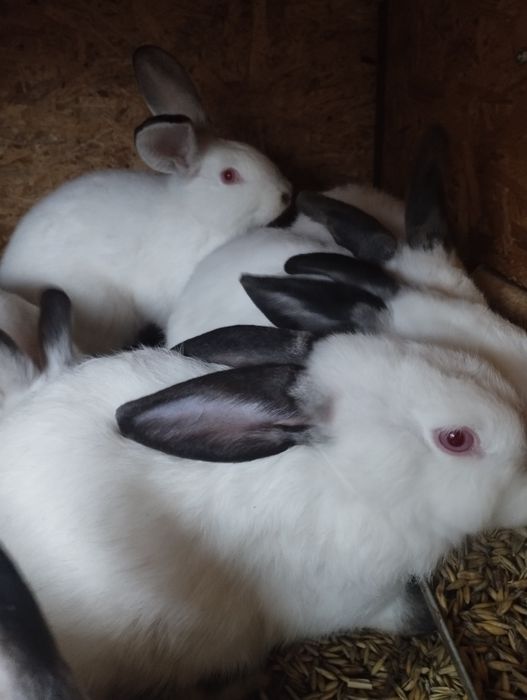 Króliki kalifornijskie