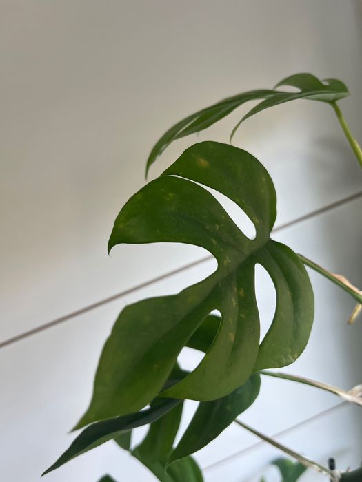 Rhaphidophora tetrasperma, Monstera 'Minima', filodendron 'Minima'
