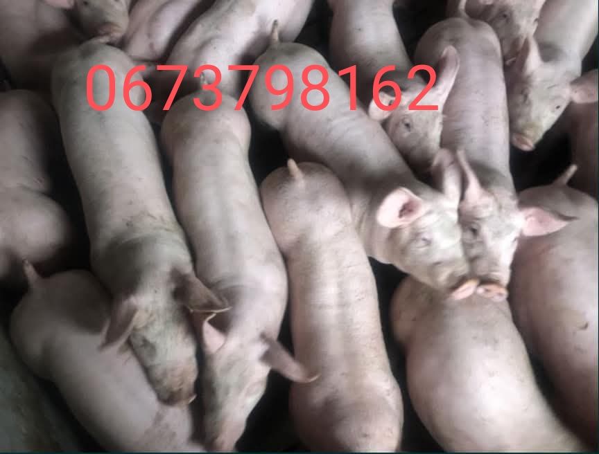 Продам поросята )))