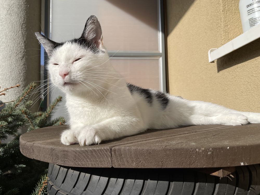 Kot Rabit do oddania w dobre ręce, najlepiej rodzina bez dzieci!