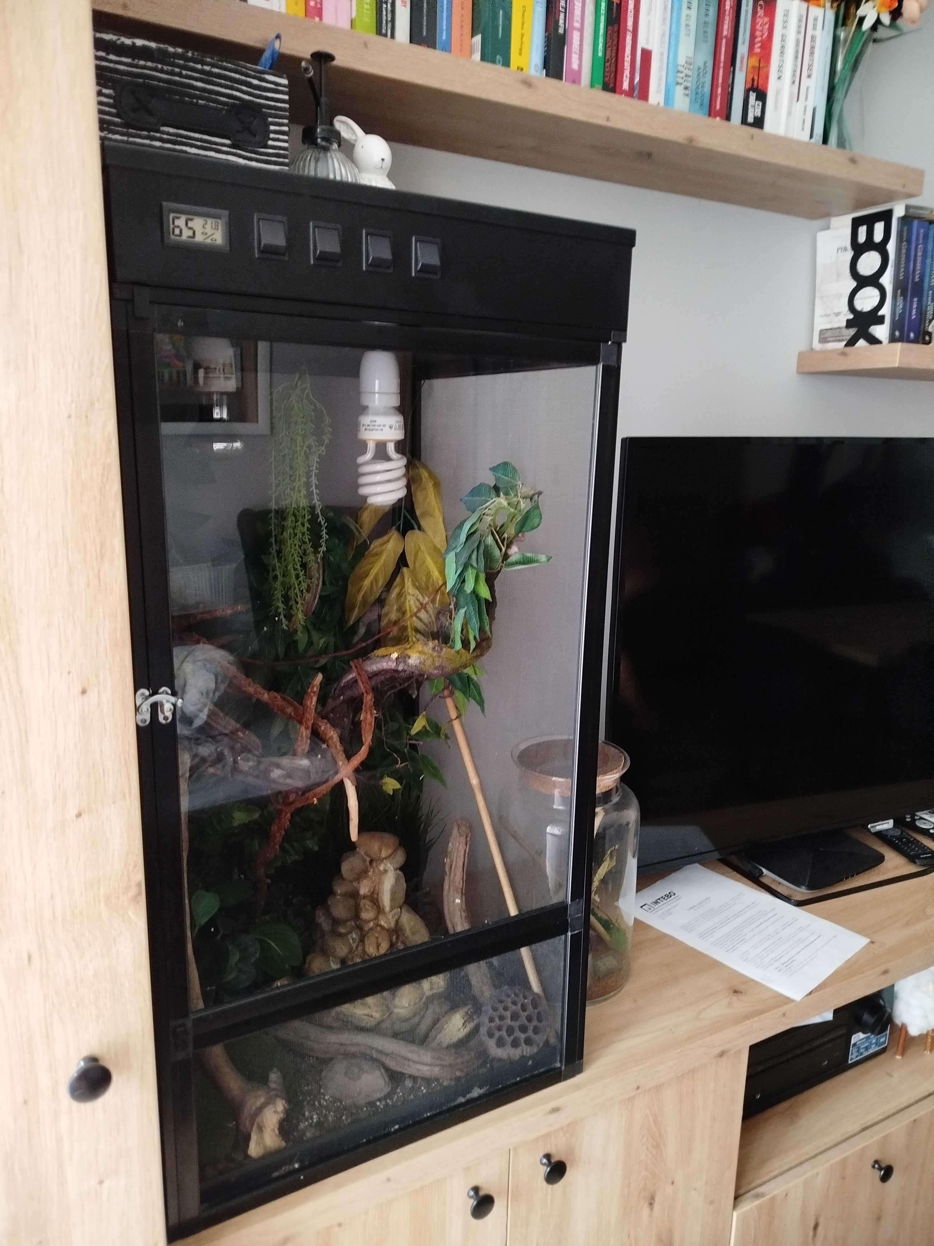 Terrarium dla Kameleona ( lub innego gada) z pełnym wyposażeniem