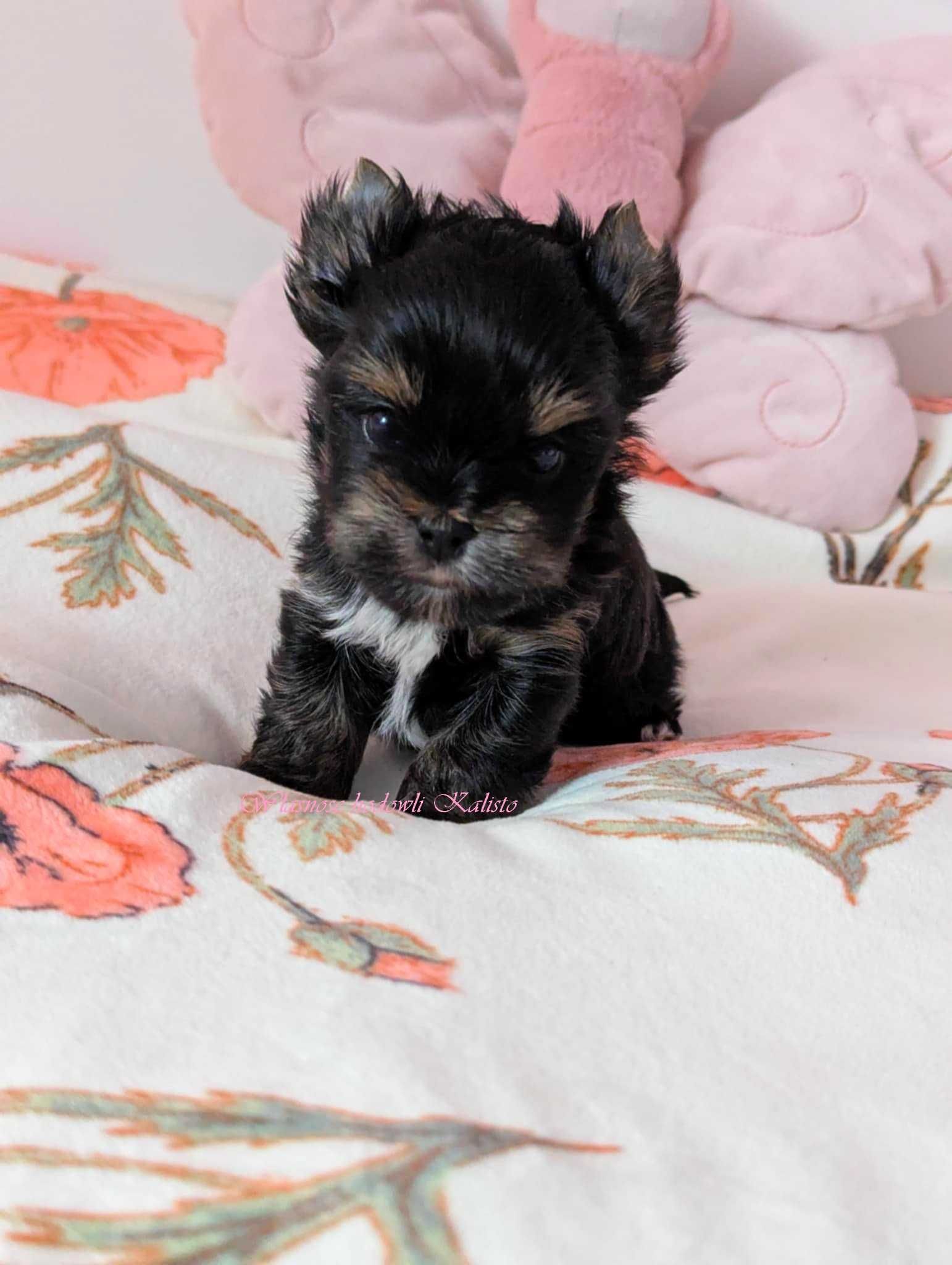 Yorkshire Terrier  Sunia S