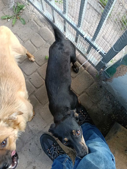 Mam za darmo pieski zwiekszychwsierpniubedamiecrok