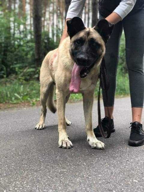 Błagamy o dom dla niewidomego Bena! Uratujmy go