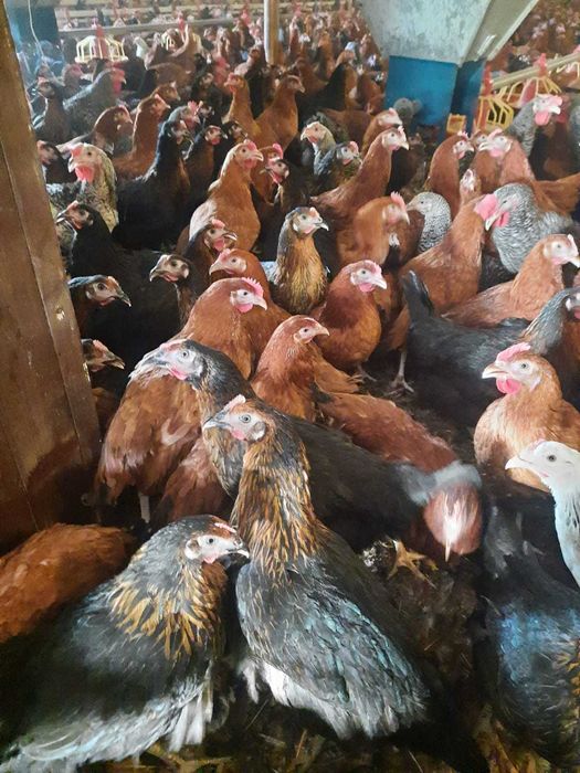 Kury nioski z jajkiem dowóz