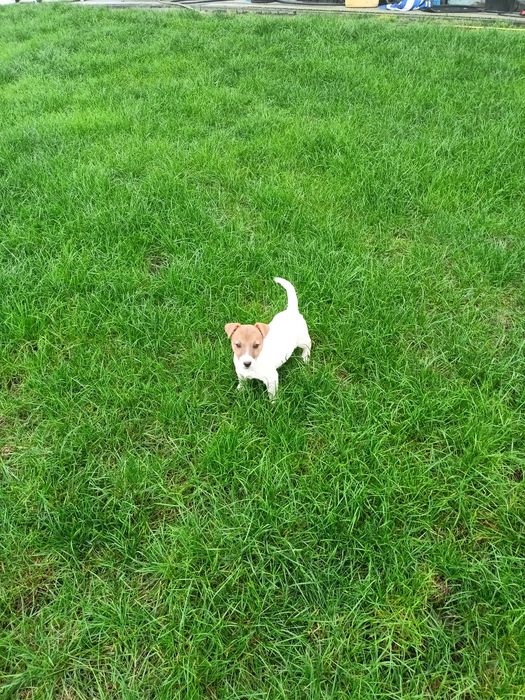 Jack Russell Terrier ZkwP FCI