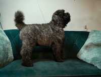 Bouvier des Flandres (FCI)