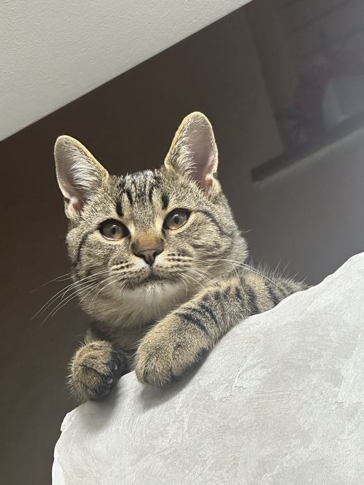 Віддаю котика в хороші руки