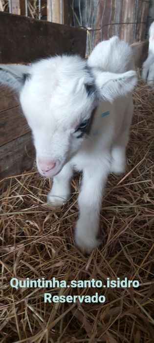 Cabras Micro Anãs - Mini Cabras (30 a 45cm)