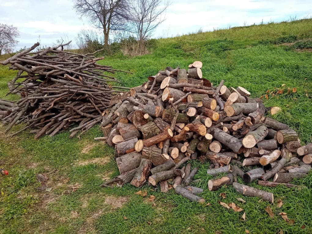 Gałęziówka Buk/Dąb