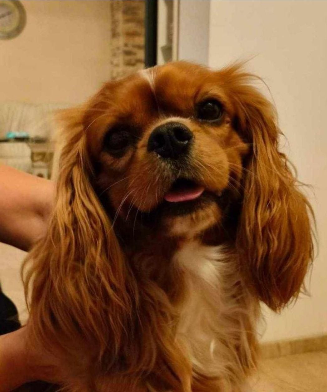 Cavalier King Charles Spaniel Ruby rubinowy rudy samiec