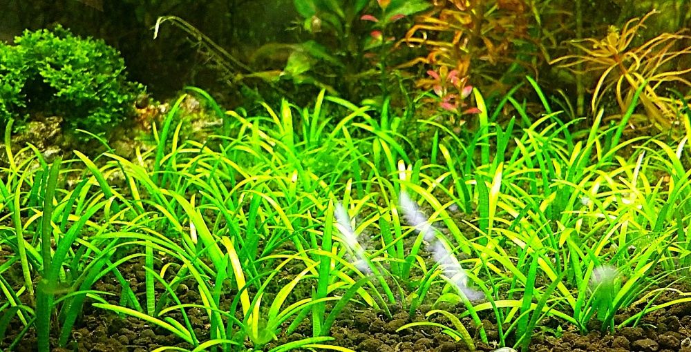 GB sagittaria subutala