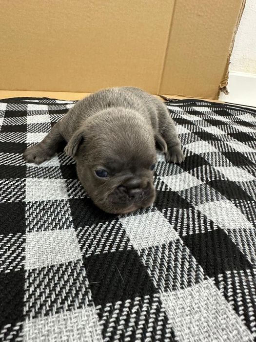 Bulldog Francês Exótico