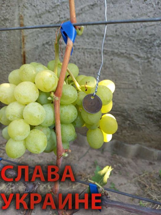 саженцы винограда